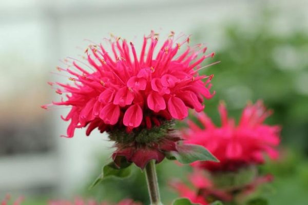 MONARDA BEE-YOU `BEE-HAPPY`