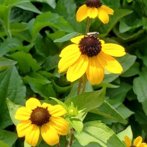 RUDBECKIA TRILOBA `BLACKJACK GOLD`