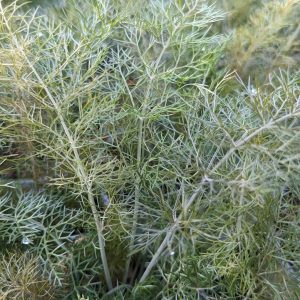 FENNEL `BRONZE`