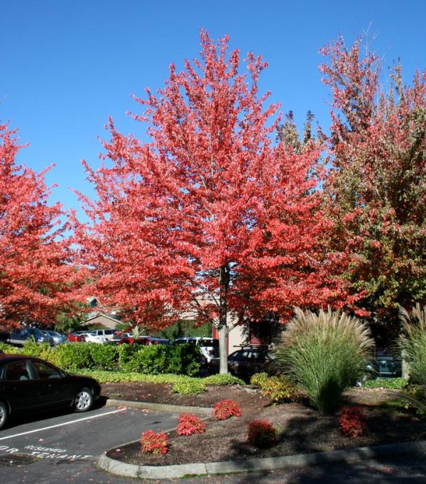 ACER RUBRUM `RED SUNSET`