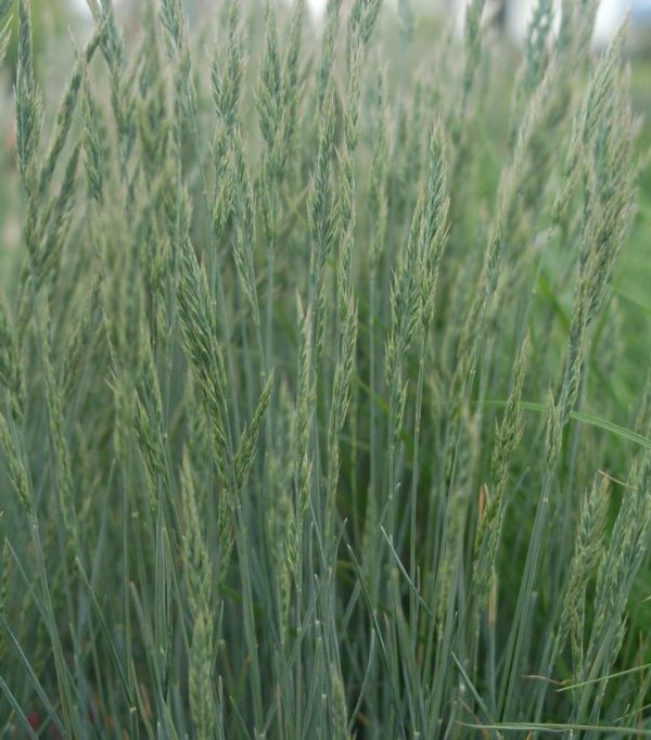 FESTUCA CINEREA `ELIJAH BLUE`
