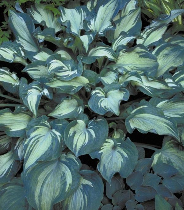 HOSTA `GUARDIAN ANGEL`