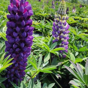 LUPINUS P. LUPINI `BLUE SHADES`