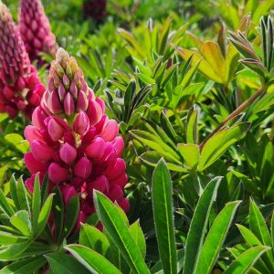 LUPINUS P. LUPINI `RED SHADES`