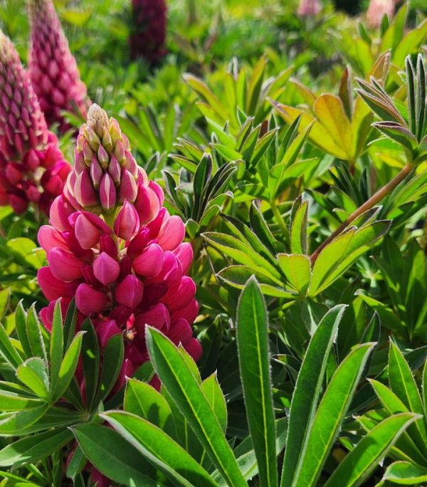 LUPINUS P. LUPINI `RED SHADES`