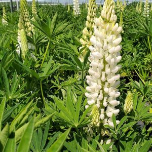 LUPINUS P. LUPINI `WHITE SHADES`