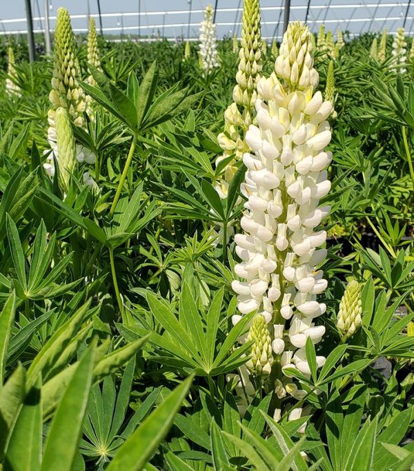 LUPINUS P. LUPINI `WHITE SHADES`