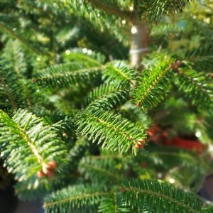 ABIES BALSAMEA