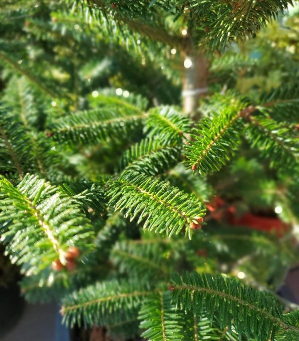 ABIES BALSAMEA