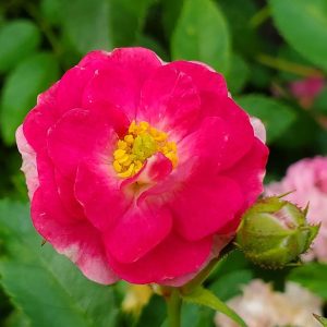 ROSA `OSO EASY PEASY`