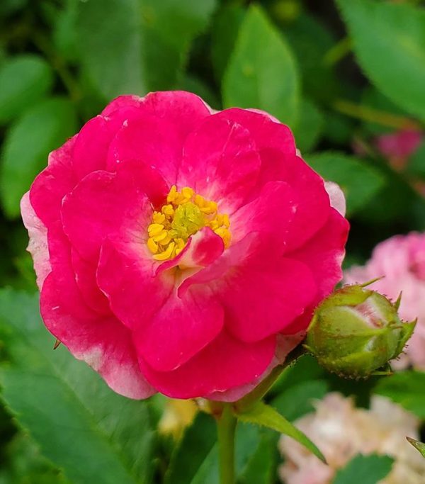 ROSA `OSO EASY PEASY`