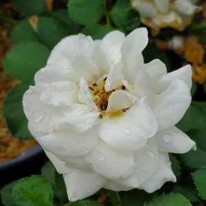 ROSA EE `SNOWDRIFT`