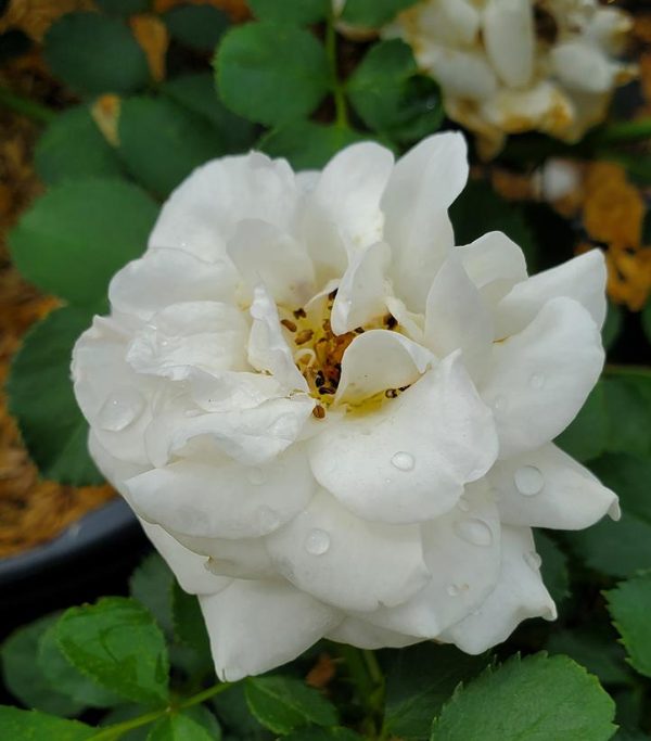 ROSA EE `SNOWDRIFT`