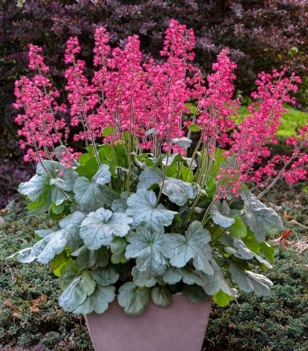 HEUCHERA DOLCE `SPEARMINT`