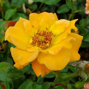 ROSA `SUNORITA`