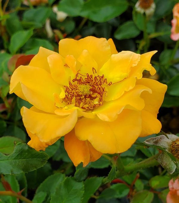 ROSA `SUNORITA`