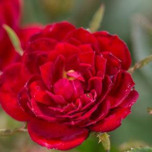 ROSA EE `CHI`