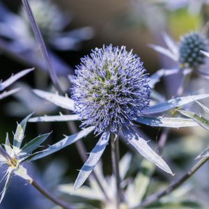 ERYNGIUM `BLUE HOBBIT`
