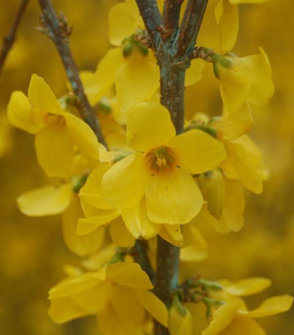 FORSYTHIA `SHOW OFF`