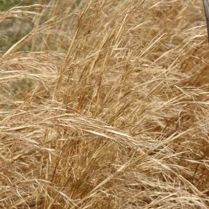 ANDROPOGON VIRGINICUS