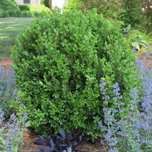 BUXUS NEWGEN `FREEDOM`