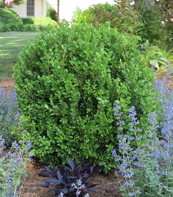 BUXUS NEWGEN `FREEDOM`