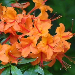 AZALEA CALENDULACEUM