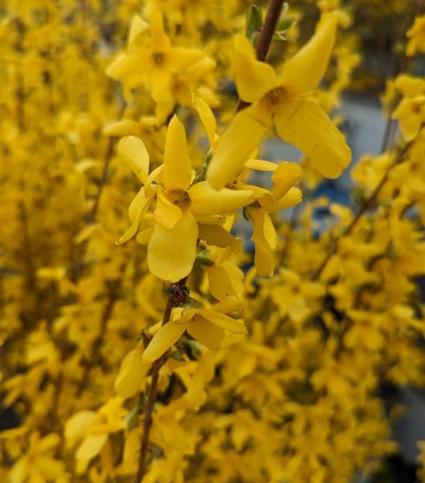 FORSYTHIA X INTERMEDIA `LYNWOOD GOLD`