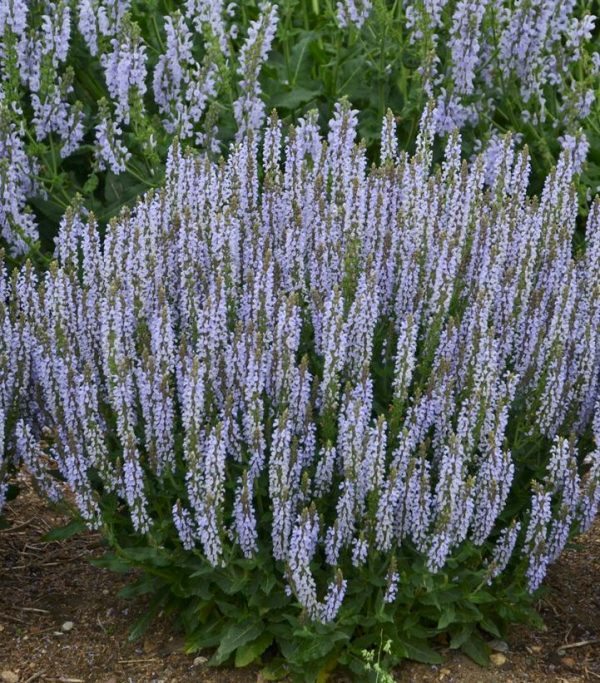 SALVIA `PERFECT PROFUSION`