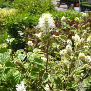FOTHERGILLA MAJOR