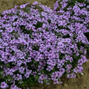 PHLOX SUBULATA `EYE CANDY`