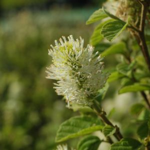 FOTHERGILLA MAJOR `MT. AIRY`