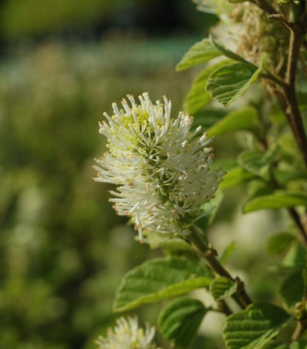 FOTHERGILLA MAJOR `MT. AIRY`