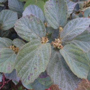 FOTHERGILLA MAJOR `BLUE SHADOW`