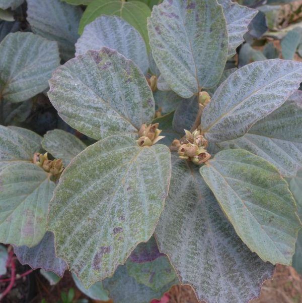 FOTHERGILLA MAJOR `BLUE SHADOW`
