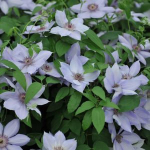 CLEMATIS `BERNADINE` (MUST SLEEVE)