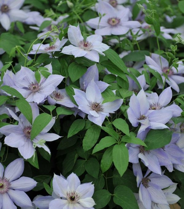 CLEMATIS `BERNADINE` (MUST SLEEVE)