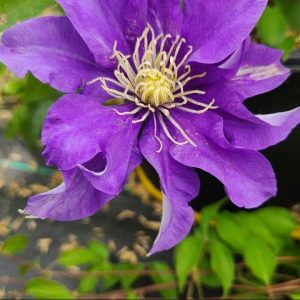 CLEMATIS `OLYMPIA` (MUST SLEEVE)