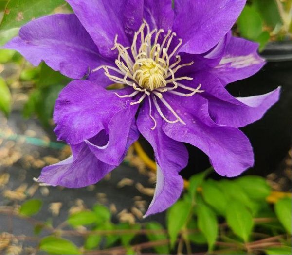 CLEMATIS `OLYMPIA` (MUST SLEEVE)