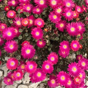 DELOSPERMA JEWEL DESERT `AMETHYST`