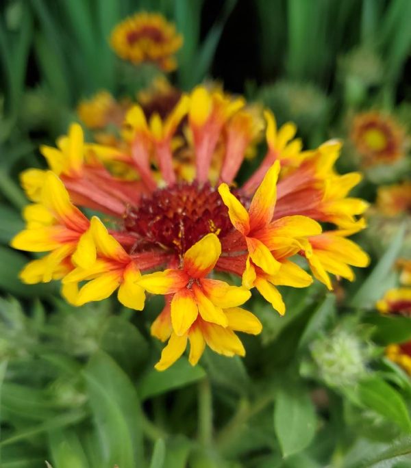 GAILLARDIA SPINTOPT `MARIACHI COPPER SUN`