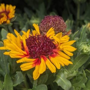 GAILLARDIA SPINTOP `RED STARBURST`