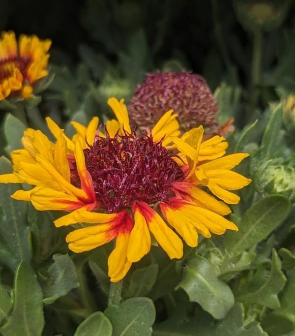 GAILLARDIA SPINTOP `RED STARBURST`