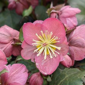 HELLEBORUS X FROSTKISS `CHERYL`S SHINE`