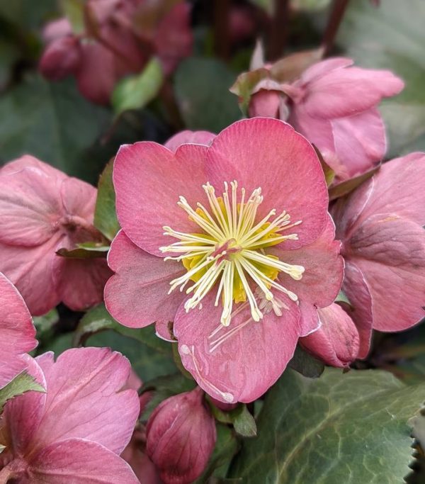 HELLEBORUS X FROSTKISS `CHERYL`S SHINE`
