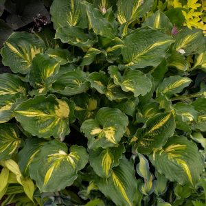 HOSTA `LAKESIDE PAISLEY PRINT`