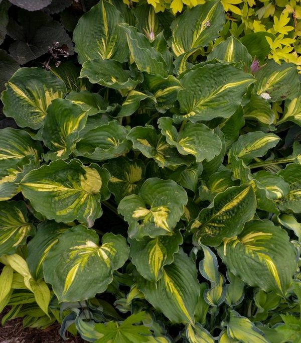 HOSTA `LAKESIDE PAISLEY PRINT`