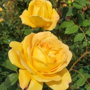 ROSA `GOLDEN CELEBRATION`