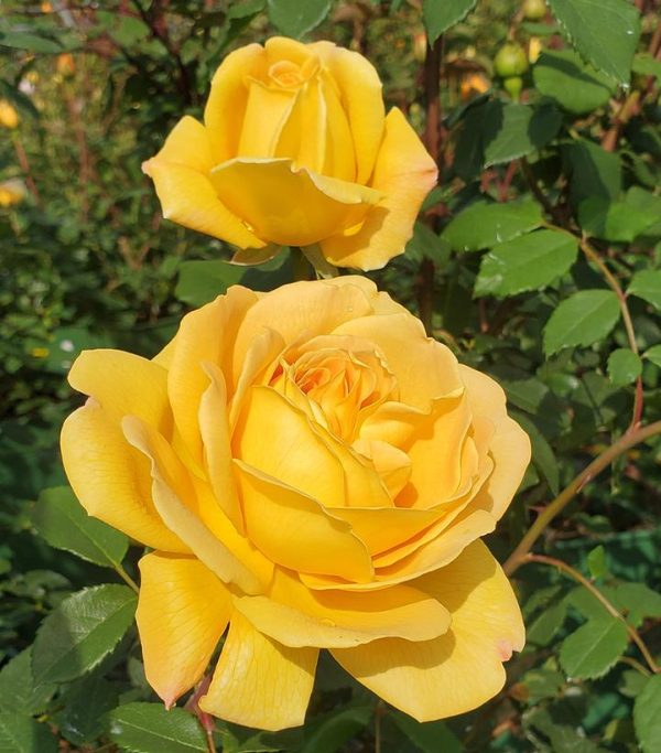 ROSA `GOLDEN CELEBRATION`