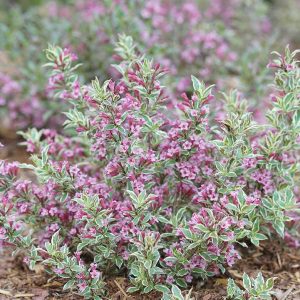 WEIGELA `MY MONET PURPLE EFFECT`